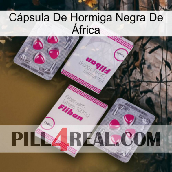 Cápsula De Hormiga Negra De África 33.jpg